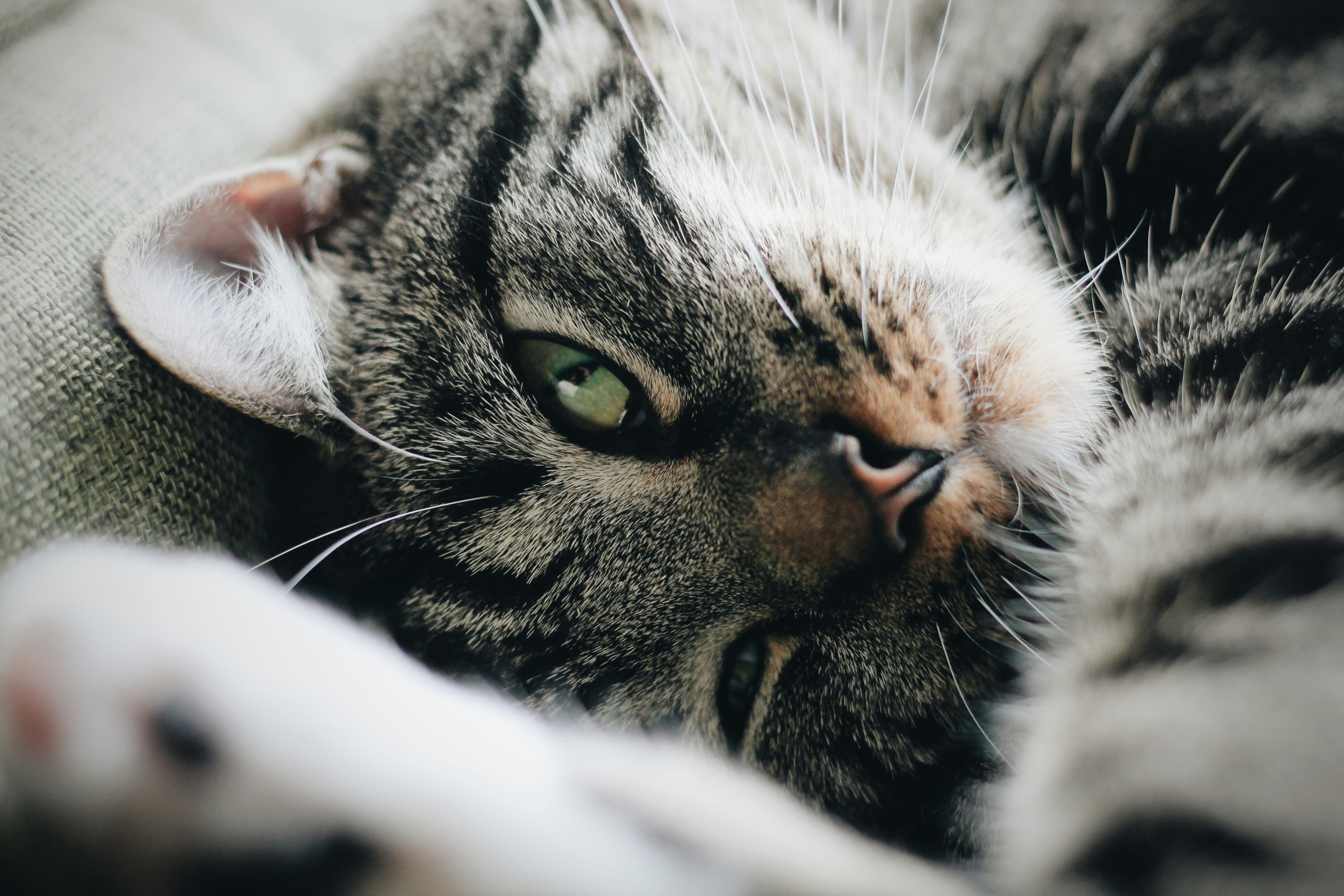 selective focus photo of silver tabby cat